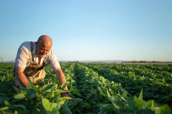 Agricultor trabajando en campo de soja
