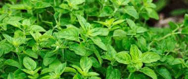 aromáticas